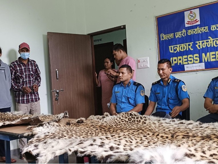 चितुवाको छाला सहित दुई जना पक्राउ
